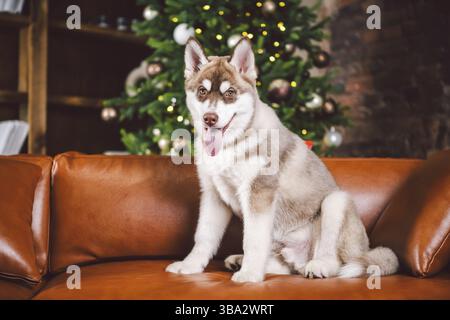 Baest ami, chien husky, chiot s'amuser dans un intérieur classique de luxe à la veille du nouvel an et de Noël, assis sur un canapé en cuir marron dans la lib Banque D'Images
