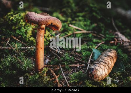 Armillaria ostoyae ou solizes est une espèce de champignon pathogène des plantes Champignons de la famille des Physalacriaceae Banque D'Images