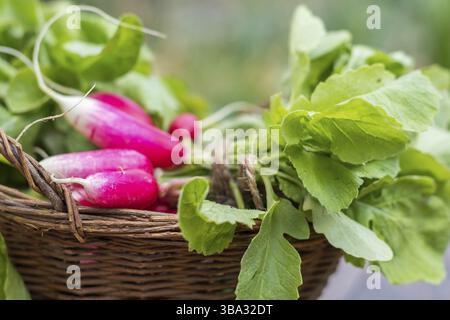 Bouquet de radis frais dans un panier en osier. Gros plan Banque D'Images