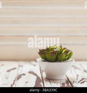 Vert succulent dans pot blanc comme décor de maison avec espace de copie Banque D'Images