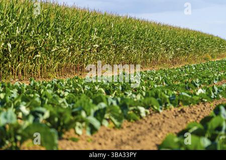 Comptabilité et agriculture, terres agricoles en France région Bretagne. Champ de culture de maïs vert dans le nord de la France en Bretagne. Céréales et cultures fourragères maïs. Banque D'Images
