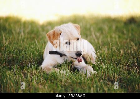 Chiot d'un labrador retriever blanc et pâle sur l'herbe verte dans un parc dans un col noir, Bergamo, Italien Banque D'Images