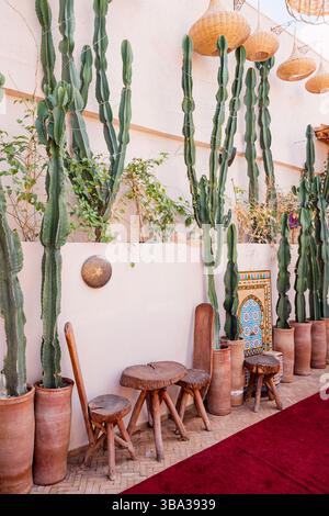 09 mars 2025, Marrakech, Maroc : de grands cactus poussant dans des pots en terre cuite décorent une cour marocaine avec des chaises en bois rustiques et une table Banque D'Images