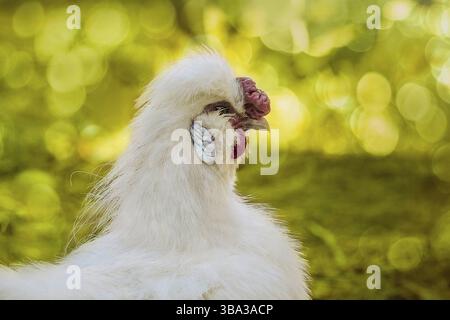Coq blanc en soie. Portrait d'une volaille de profil. En extérieur, gros plan de l'image à mise au point sélective. Coq avec des plumes, semblable à la fourrure Banque D'Images