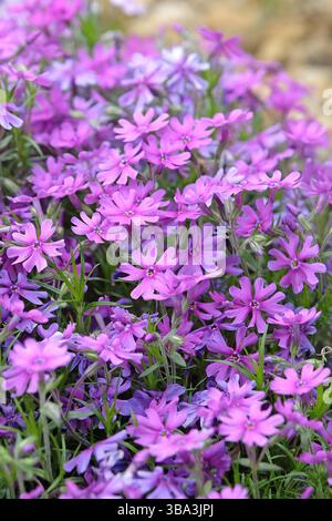 Violet Phlox stolonifera, rampant phlox, « Purple Beauty » en fleur. Banque D'Images