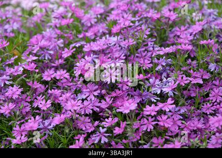 Violet Phlox stolonifera, rampant phlox, « Purple Beauty » en fleur. Banque D'Images