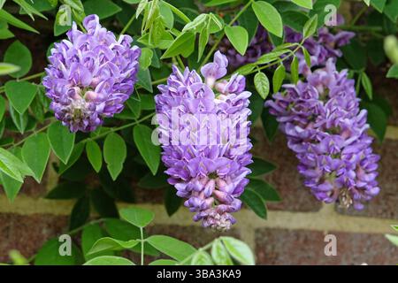 Purple Wisteria frutescens, American Wisteria, « Longwood Purple » en fleur. Banque D'Images