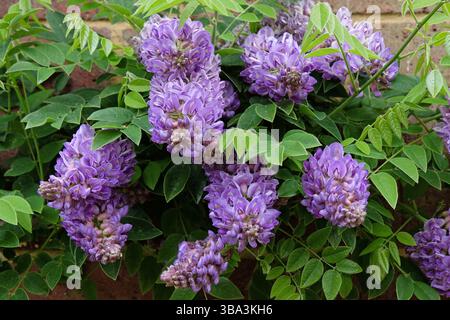 Purple Wisteria frutescens, American Wisteria, « Longwood Purple » en fleur. Banque D'Images