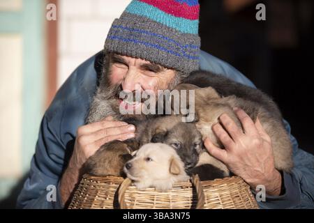 Un homme âgé avec de petits chiots assis dans un panier en osier. Éleveur de chiens. Vendeur de chiots. Chenil pour chien Banque D'Images