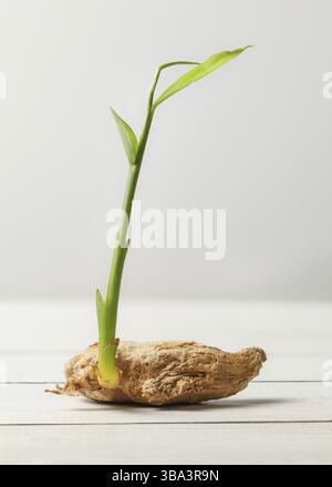 Racine sèche de gingembre (Zingiber officinale) avec germe vert sur tableaux blancs et fond, Liptovsky Hradok, Slovaquie, Europe Banque D'Images