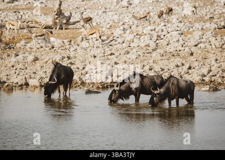 Trou d'eau occupé dans le parc national d'Etosha grouillant de buffles sauvages, Namibie, Afrique 2019, Afrique Banque D'Images