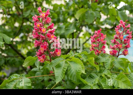 fleurs vibrantes et feuilles de châtaignier rouge dans le parc au printemps. Fleurs communes de châtaignier Banque D'Images