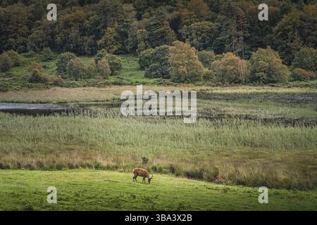 Deux cerfs ou œufs pâtissant sur un champ vert à Glendalough avec forêt, lac et montagnes en arrière-plan, Wicklow, Irlande, Europe Banque D'Images