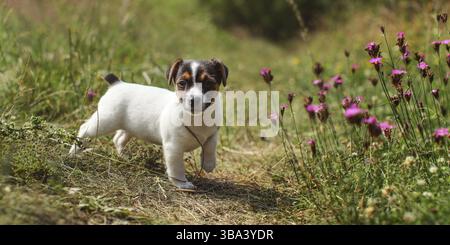 Jack Russell Terrier chiot de deux mois marchant dans l'herbe, fleurs d'oeillet rose à côté d'elle, éclairé par le soleil, Liptovsky Hradok, Slovaquie, Europe Banque D'Images
