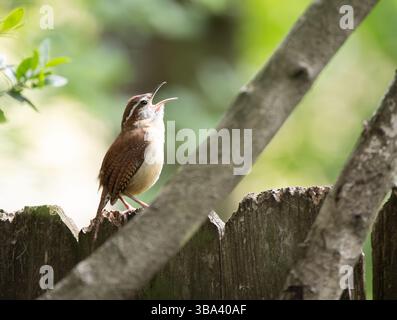 Gros plan d'un chanteur Carolina Wren perché sur une clôture en bois usée. Photographié avec une faible profondeur de champ dans les Woodlands, Texas. Banque D'Images