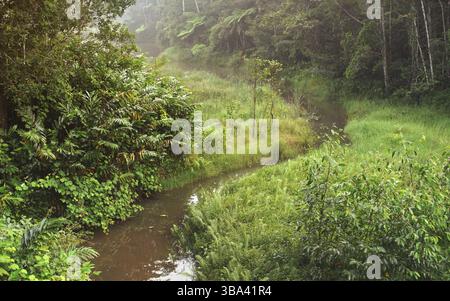 Matin calme dans la jungle africaine, forêt tropicale avec petite rivière. Feuillage vert vif - la plupart endémique à Madagascar, Andasibe, Madagascar, Afrique Banque D'Images