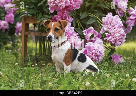 Petit chien Jack Russell terrier assis calmement devant le buisson de fleurs roses, Liptovsky Hradok, Slovaquie, Europe Banque D'Images