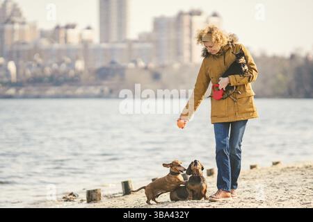 Femme joue avec les chiens. Animaux de compagnie et chiens dressant et éduquant les chiens. Concept d'animaux de compagnie. Dog Lover.Caucasian Lady avec trois chiens de race teckel et Banque D'Images