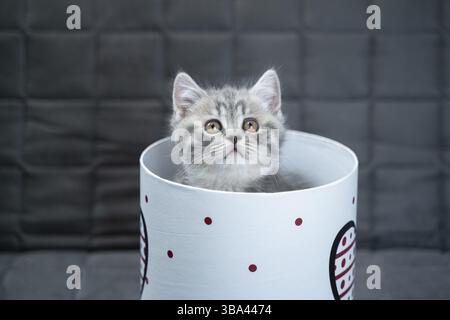 Drôle de chaton écossais gris droit joue sauter et regarde hors de boîte cadeau avec coeur sur le canapé à la maison.Sac à langer amusant avec sac cadeau Banque D'Images