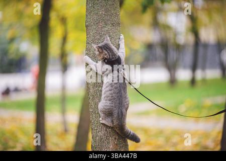 Petit garçon domestique jeune homme gris bonne forme bien entretenu, habillé sûr harnais de laisse de chat, assis sur un arbre avec attention surpris looks, portrait isola Banque D'Images