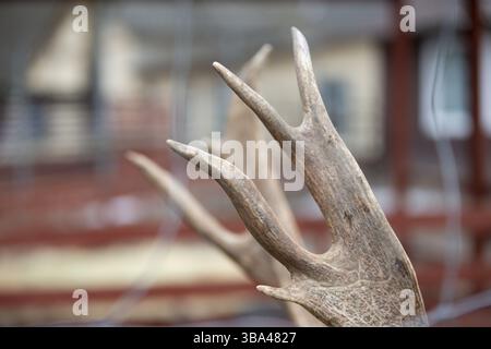 Gros plan sur le bois d'un cerf européen Banque D'Images