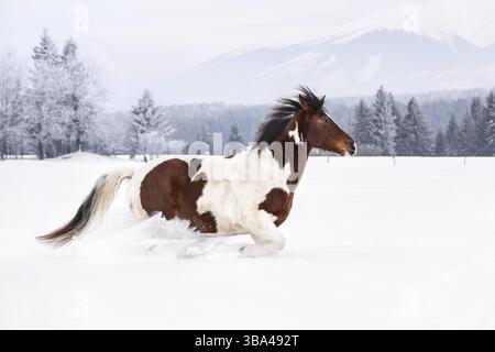 Cheval brun et blanc courant sur le pays couvert de neige profonde, arbres et montagnes en arrière-plan, Vychodna, Slovaquie, Europe Banque D'Images