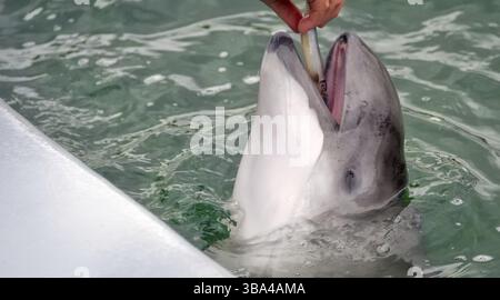 Dolphin ouvre la gueule aux Pays-Bas Banque D'Images