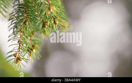 Jeunes bourgeons de cône de conifères poussant sur la branche d'épinette au printemps, faible profondeur de la photo de champ, espace pour le texte côté droit, Liptovsky Hradok, slovaque Banque D'Images