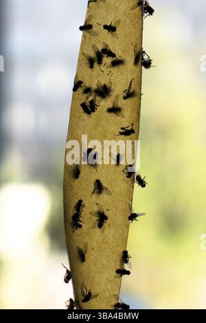 Mouches mortes sur ruban adhésif. Papier volant, ruban adhésif. Mouches coincées. Piège pour mouches, insectes. Mouches stuckTrap pour insectes insectes. beaucoup de mouches collées au ye Banque D'Images