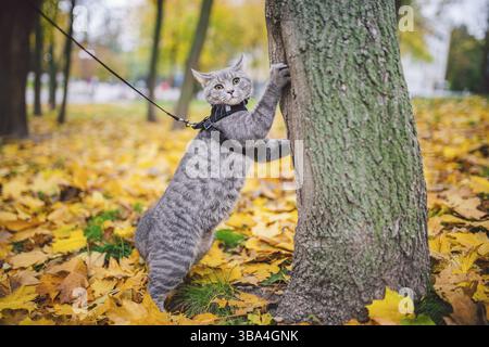 Petit garçon domestique jeune homme gris bonne forme bien entretenu, habillé sûr harnais de laisse de chat, assis sur un arbre avec attention surpris looks, portrait isola Banque D'Images