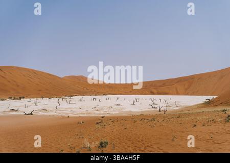 Photo aérienne de vieux camélidés morts dans un paysage désertique sec. Paysage surréaliste pittoresque dans un paysage désertique étonnant. Sossusvlei, Vlei mort, Nami Banque D'Images