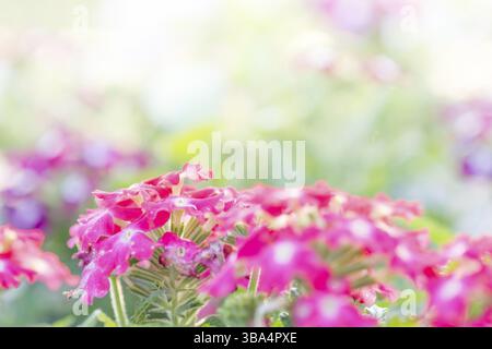 Doux, sélectif foyer de fleur, fleur floue pour le fond, plantes colorées Banque D'Images