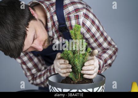 Les mains du jardinier mâle transplanter le petit sapin dans un nouveau pot en studio sur fond gris. Jardinage et soin des plantes domestiques. Maison de transplantation Banque D'Images
