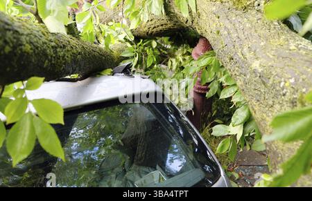 Un arbre est tombé sur une voiture pendant un ouragan. Arbre cassé sur une voiture close-up à Amsterdam Pays-Bas Banque D'Images
