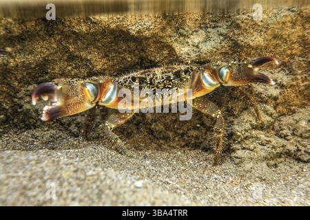 Photo sous-marine - crabe verrucosa (Eriphia verrucosa) debout sur le sable, caché sous la roche dans les eaux peu profondes, chelae (griffes) répandus, Lapta, Chypre, Europe Banque D'Images