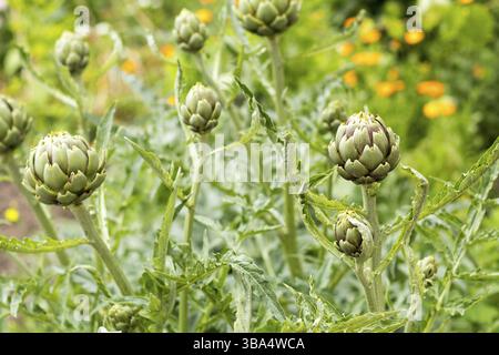 Artichaut à fleurs violacées poussant dans le champ en Ukraine. Image de l'agriculture naturelle Banque D'Images