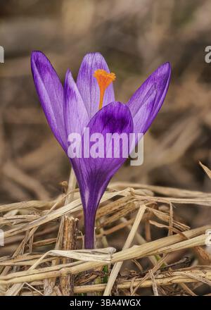 Wilde Lila und gelbe Iris Crocus heuffelianus Blume waechst im Schatten, trockenes gras und Blaetter um Banque D'Images