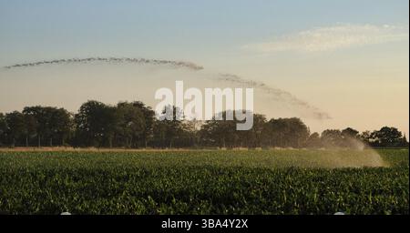 Silhouette d'irrigation agricole arrosage système de blé au coucher du soleil. L'irrigation en utilisant le champ de système de gicleurs à pivot central. Amsterdam, Th Banque D'Images