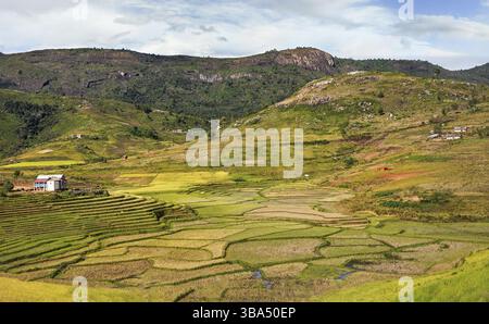 Paysage typique de Madagascar - rizières vertes et jaunes sur de petites collines avec des maisons en argile dans la région d'Andringitra près de Sendrisoa, Sendrisoa, M Banque D'Images
