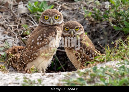 11 mai 2025, Davie, Floride, États-Unis : BONNE FÊTE DES MÈRES : deux owlets terriens (Athene Cunicularia), également appelé le choque, est une petite espèce de chouette, à longues pattes, principalement terrestre, mais non sans vol, originaire des paysages ouverts de l'Amérique du Nord et du Sud. On le trouve généralement dans les prairies, les parcours, les zones agricoles, les déserts ou toute autre zone ouverte et sèche à végétation basse. Cette paire est à l'entrée de leur terrier à Davie, le jour de la fête des mères. Ces petits rapaces sont à peu près de la taille d'une canette de soda et sont l'une des rares espèces de chouettes qui nichent et perchent dans des terriers, les creusant souvent ou Banque D'Images