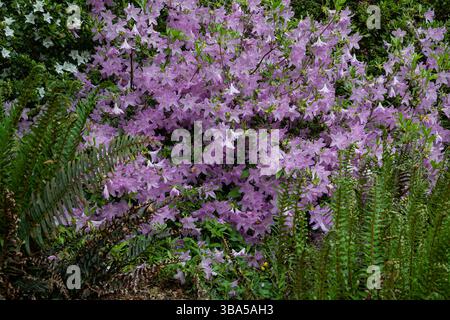 WA28420-00....WASHINGTON - fougères épées occidentales et azalées en fleurs. Banque D'Images