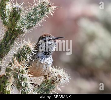 Wren de cactus (Campylorhynchus brunneicapillus) perché sur le cactus sautant et chantant, Red Rock Canyon, Nevada, États-Unis. Banque D'Images