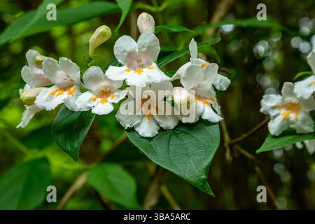 WA28425-00...WASHINGTON - délicat amas de fleurs blanches avec des centres oranges vu au printemps à Washington Park Arboretum. Banque D'Images
