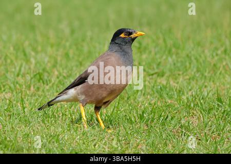 Myna commun ou indien (Acridotheres tristis) marchant sur l'herbe verte Banque D'Images