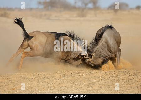 Deux gnous bleus (Connochaetes taurinus) en lutte féroce pour la domination, désert du Kalahari, Afrique du Sud Banque D'Images