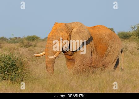 Un grand éléphant taureau d'Afrique (Loxodonta africana) marchant dans son habitat naturel, Afrique du Sud Banque D'Images