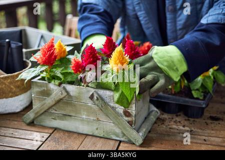 Femme dans une veste bleue créant un arrangement floral avec des plants de celosia multicolores dans une boîte en bois sur une table en bois sur une véranda d'été Banque D'Images