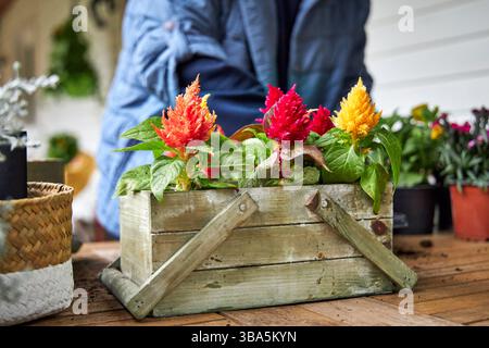 Femme dans une veste bleue créant un arrangement floral avec des plants de celosia multicolores dans une boîte en bois sur une table en bois sur une véranda d'été Banque D'Images