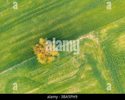 Une vue aérienne de haut en bas d'un champ avec un arbre solitaire Banque D'Images