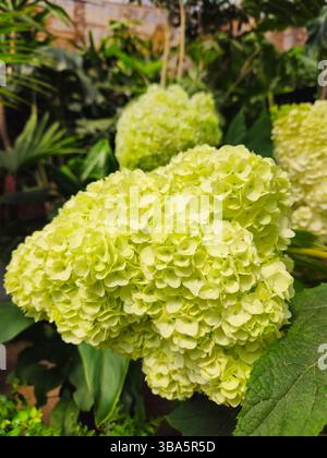 Hydrangée vert lime fleurit dans un environnement de jardin luxuriant Banque D'Images